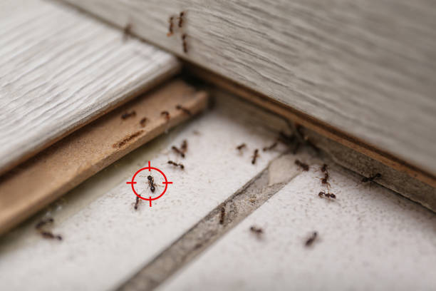 Best Affordable Pest Control Services  in Fort Denaud, FL