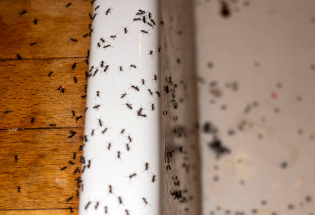 Wasp Removal Services in Fort Denaud, FL